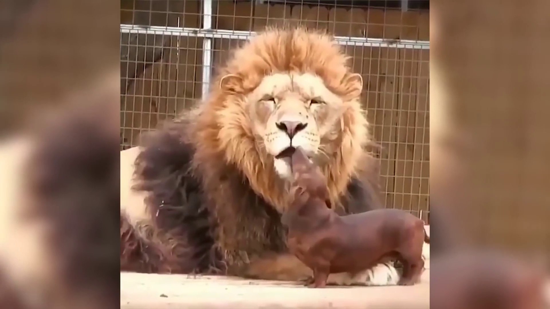 Funny Animals & Pets|Dog vs Cat