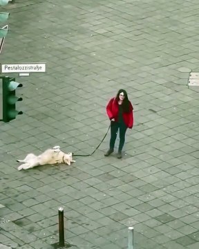 Un chien vraiment très paresseux