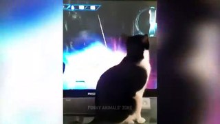 Funniest Animals 2023  Funny Cats and Dogs  - Funny Animal Videos 2023