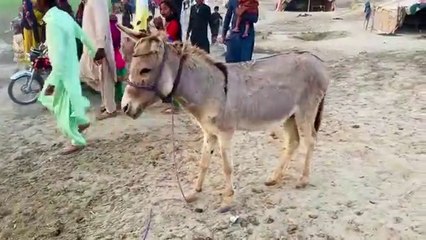 Shadi Khushi Pesy Say Nhen Pyar Say Hoti Hai جھگی والوں کی خوشی