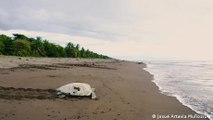 Costa Rica: protección de las tortugas marinas