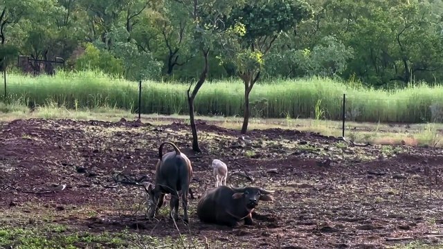 Only in the NT: Rogue kid jumps around on buffaloes | January 31, 2023 | Katherine Times