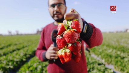 الذهب الأحمر.. مصر الاولى عالميا في تصدير الفراولة المجمدة.. عمرو اديب : تفرح وتتاكل من على الأرض