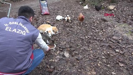 ELAZIĞ İL ÖZEL İDARESİ'NDEN SOKAK HAYVANLARINA 2,5 TON MAMA