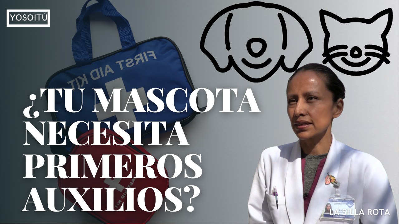 Esto debes saber si tu mascota necesita primeros auxilios, una especialista de la UNAM nos cuenta