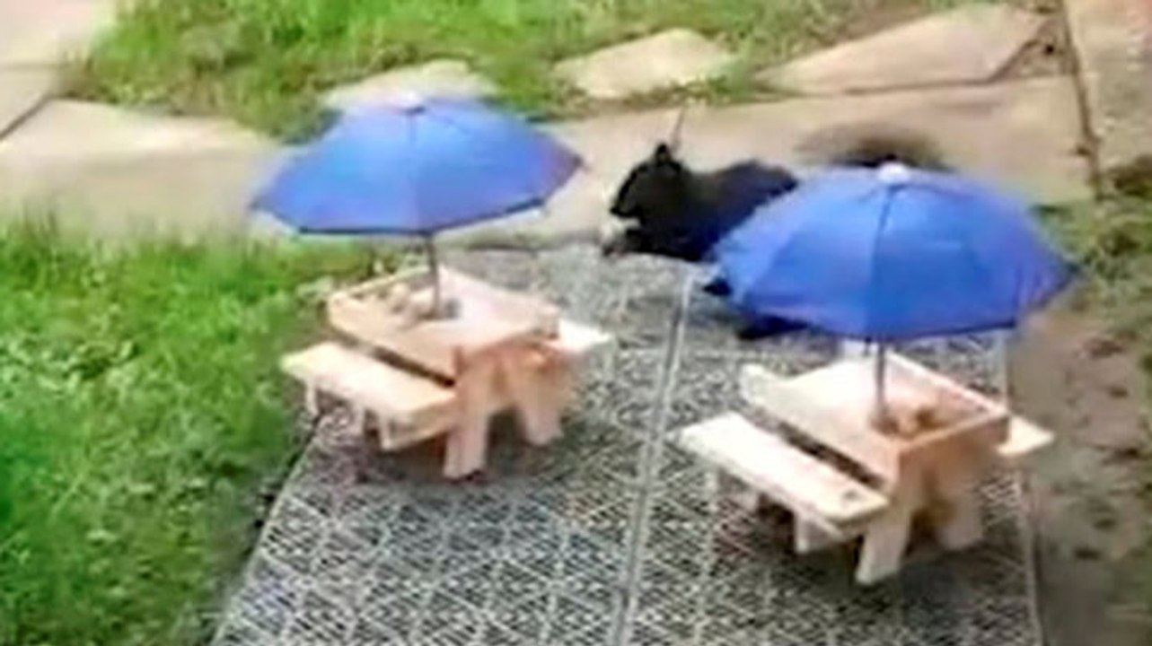 Squirrels ‘dine’ at mini-pub in wildlife lover’s back garden