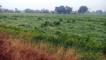 फसलों में हुआ नुकसान: अंधड़ के साथ बरसी आफत, खेतों में आड़ी पड़ी फसलें