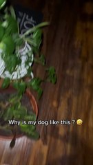 Greedy Pup Can't Keep Paws Off Leftovers