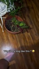 Greedy Pup Can't Keep Paws Off Leftovers