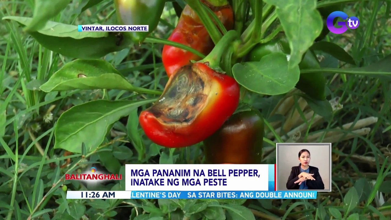 Mga pananim na bell pepper, inatake ng mga peste | BT - video Dailymotion