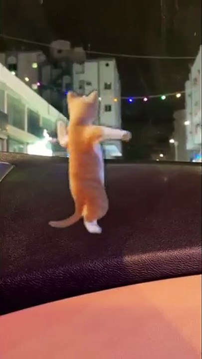 Dancing_cat_#yearofyou_#shorts_#viral