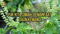 39 Manfaat Daun Kemangi Untuk Kesehatan dan Kecantikan