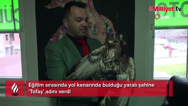 Yaralı bulduğu şahine ‘Tofaş’ adını verdi
