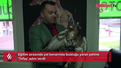 Yaralı bulduğu şahine ‘Tofaş’ adını verdi