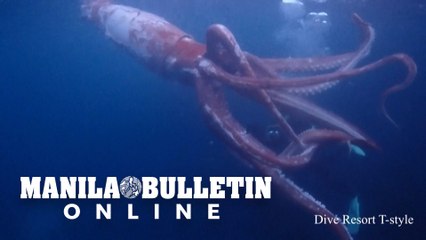 Divers capture rare footage of live giant squid in Japan