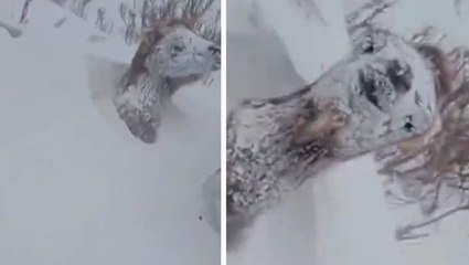 Özbekistan'da çöle kar yağdı, develer neye uğradığını şaşırdı