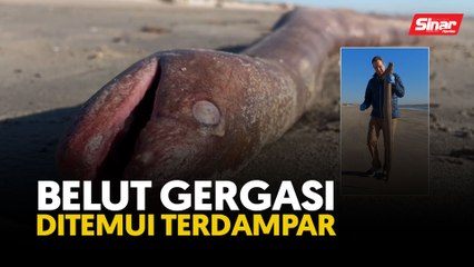 Belut gergasi ditemui terdampar