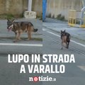 Presunto lupo in strada nel centro di Varallo, il video è virale