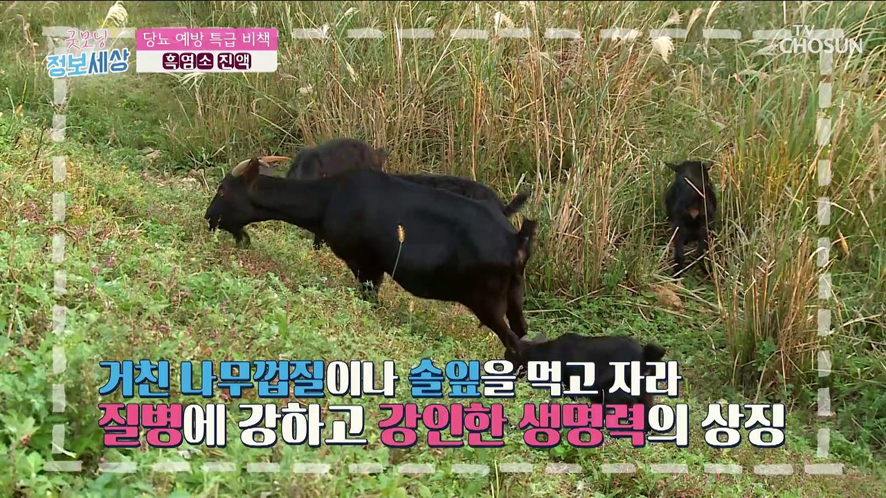 【 흑염소 진액 】 당뇨 예방에 도움을 주는 특별한 비책 TV CHOSUN 23013...