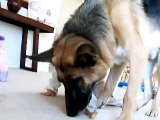 Disciplined Dog Plays Feeding Game With Baby Friend |  يلعب الكلب المنضبط لعبة التغذية مع صديق الطفل