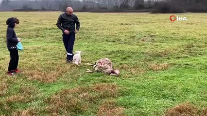 Annesini köpeklerin telef ettiği kuzuya evde bebek gibi bakıyorlar