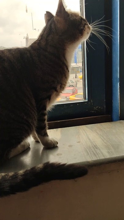 Kedilerin kuyruğu ne işe yarar
