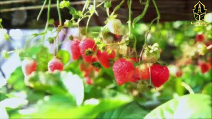 Kia Strawberry Islam Main Haram Hai - The Benefits of Strawberry - Islamic Teacher