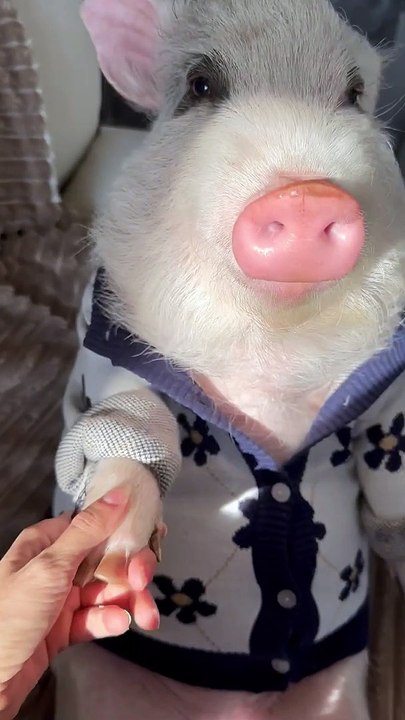 Roxy The Pig