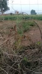 रणथम्भौर: बाघिन व शावक के मिले शव