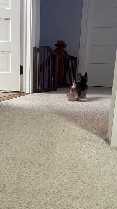 Gaia's Potty Dance