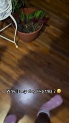 Greedy Pup Can't Keep Paws Off Leftovers