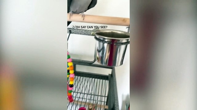 Listen to this cockatiel sing classic tunes including disco favourite 'September' by Earth Wind & Fire