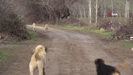 Başıboş köpekler köylünün korkulu rüyası haline geldi