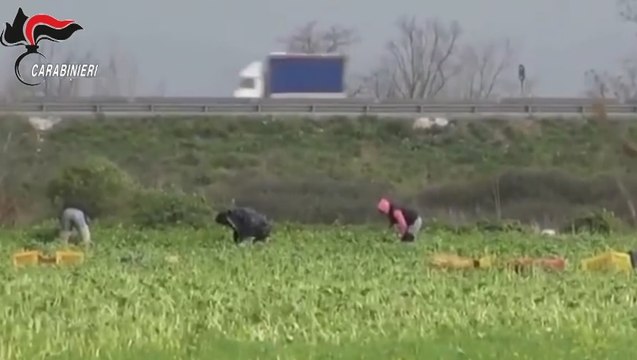 Caporalato, sfruttavano braccianti agricoli nei campi: nei guai azienda agricola del Lametino (31.01.23)