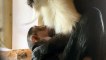 Yorkshire Wildlife Park celebrates birth of endangered Roloway monkey