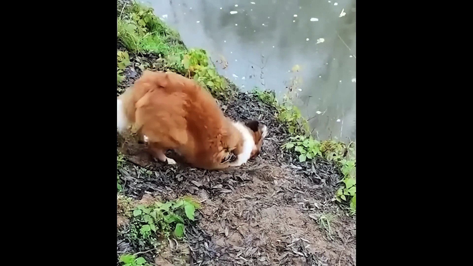 ⁣Funny Animal Videos 2023  - Funniest Pets Cats And Dogs Video _2