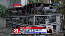 16 suspek na sangkot umano sa ilegal na karera ng mga kalapati, arestado; higit 100 kalapati, nasagip | 24 Oras