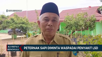 Peternak Sapi Diminta Waspadai Penyakit LSD