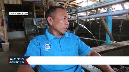 Budidaya Lobster Laut Tingkatkan Perekonomian