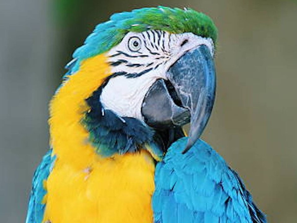 Bedrohte Art: Der Ara ist 'Zootier des Jahres 2023'