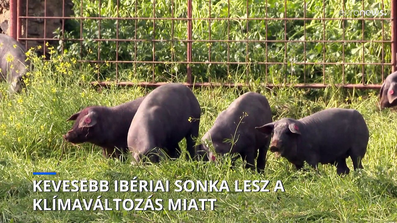 Kevesebb és drágább lesz az ibériai sonka a klímaváltozás miatt
