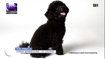 Vos animaux : Mon chien peut-il devenir mannequin ?