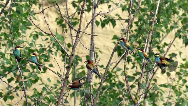 Wild Slovakia | movie | 2015 | Official Trailer