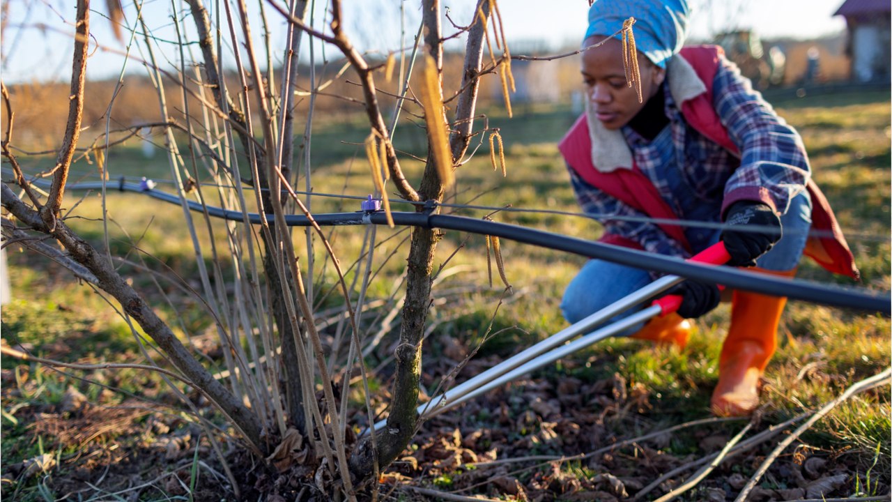 Noch im Februar: Bodentriebe von Haselnusssträuchern entfernen