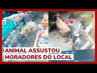 Download Video: Boi invade e destrói mercearia em cidade de Minas Gerais