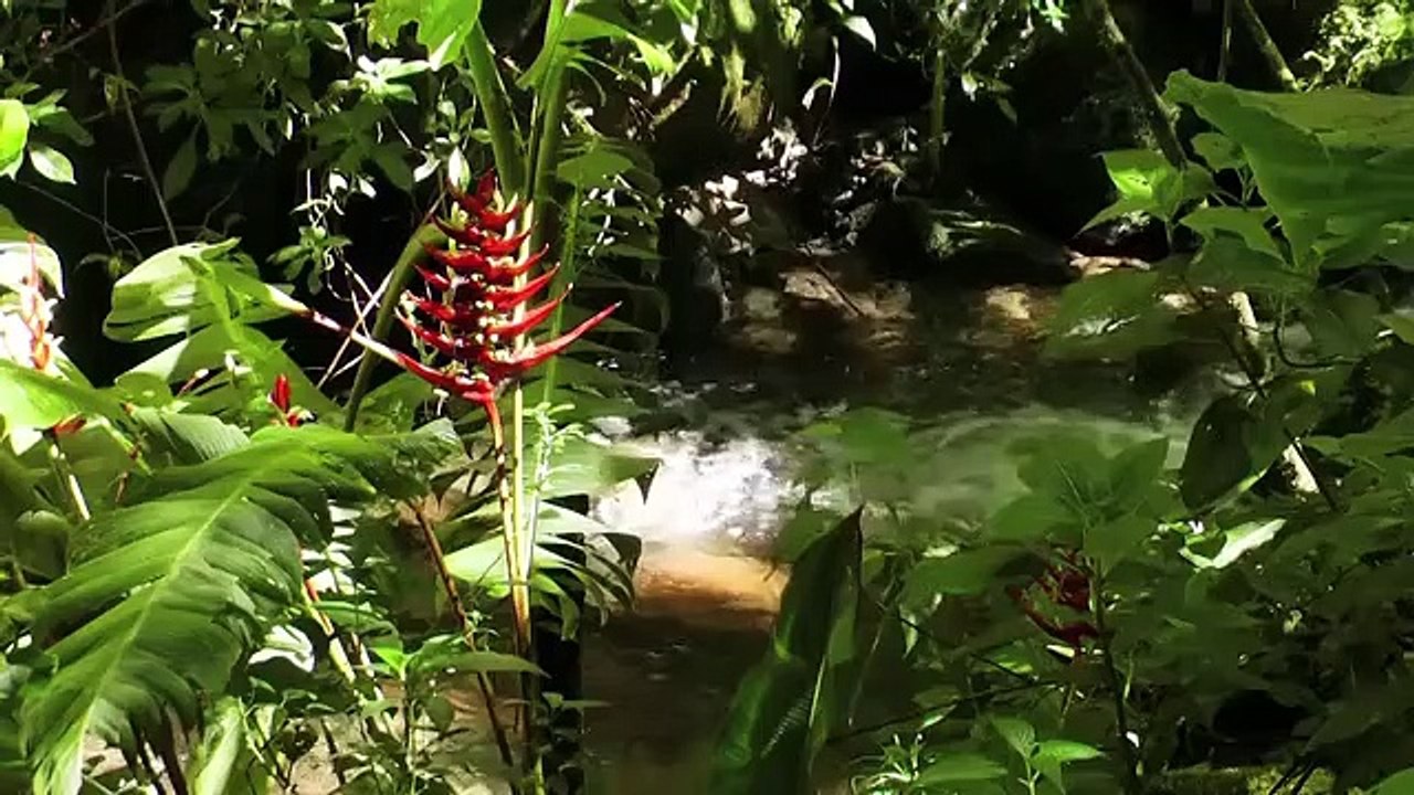 World Natural Heritage Panama: La Amistad National Park | movie | 2013 | Official Trailer
