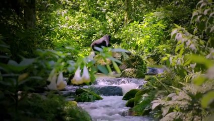 Monkeys: An Amazing Animal Family | show | 2016 | Official Trailer