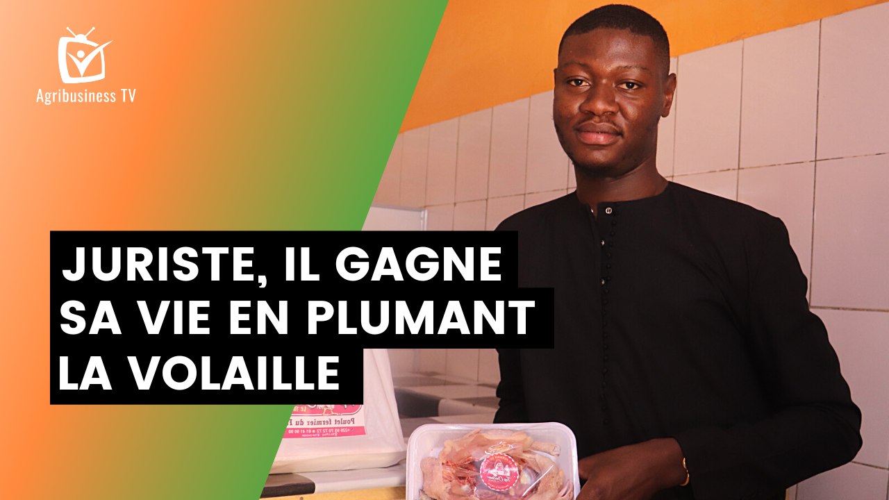 Burkina Faso : Juriste, il gagne sa vie en plumant la volaille