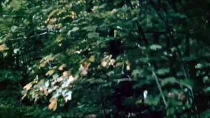 The Last House on the Left | movie | 1972 | Official Trailer