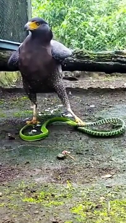 Eagle is holding the snake #shorts #snake #youtubeshorts #shortfeed #viralshorts #ytshorts-zAS5bQFqwBk-4K-1654506215509